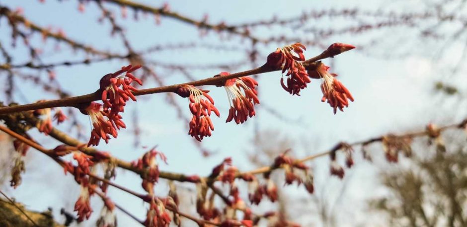 Žavingais purpuriniais žiedais pasipuošė japoninis puošmedis