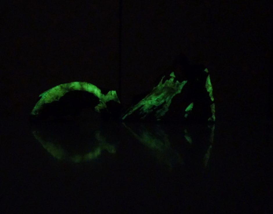 Tamsoje švytinti mediena – bioliuminescencinių grybų kuriamas gamtos stebuklas