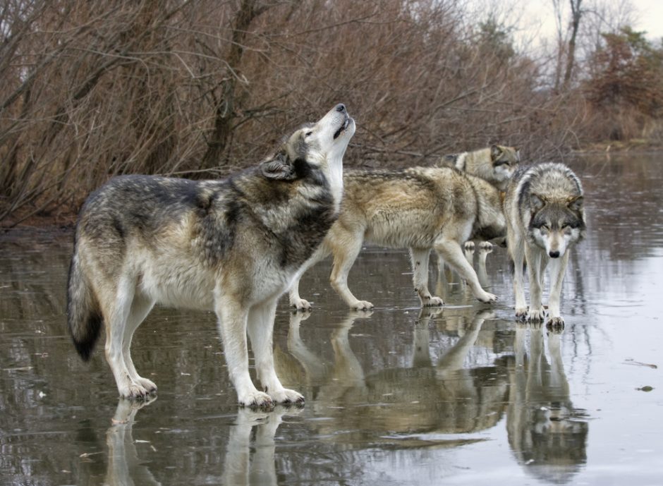 Vilkų medžioklės sezonas – jau nutrauktas