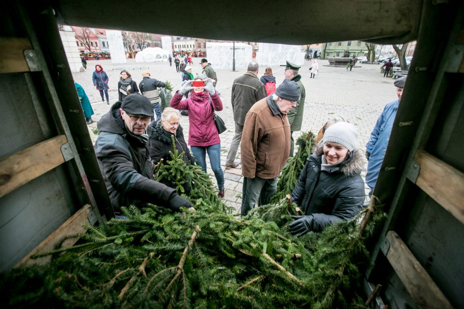 Į kauniečių namus iškeliavo tūkstančiai eglių šakų