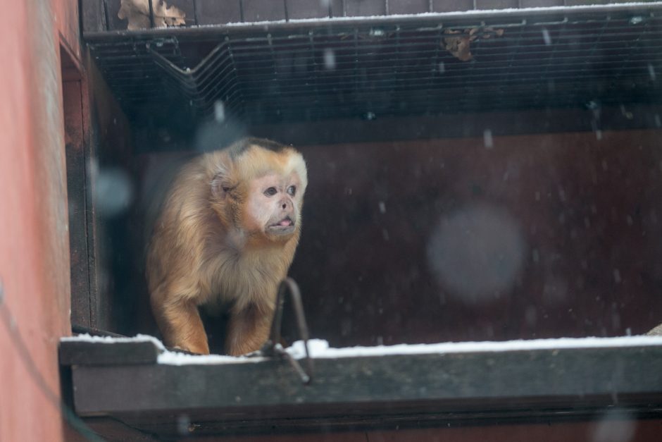 Kalėdines dovanas išvyniojo ir zoologijos sodo gyvūnai