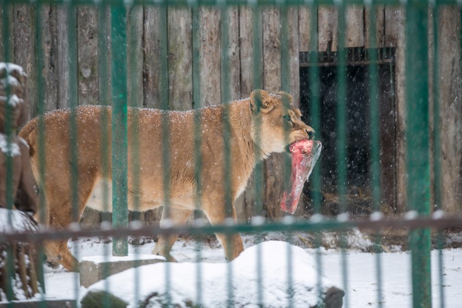 Kalėdines dovanas išvyniojo ir zoologijos sodo gyvūnai