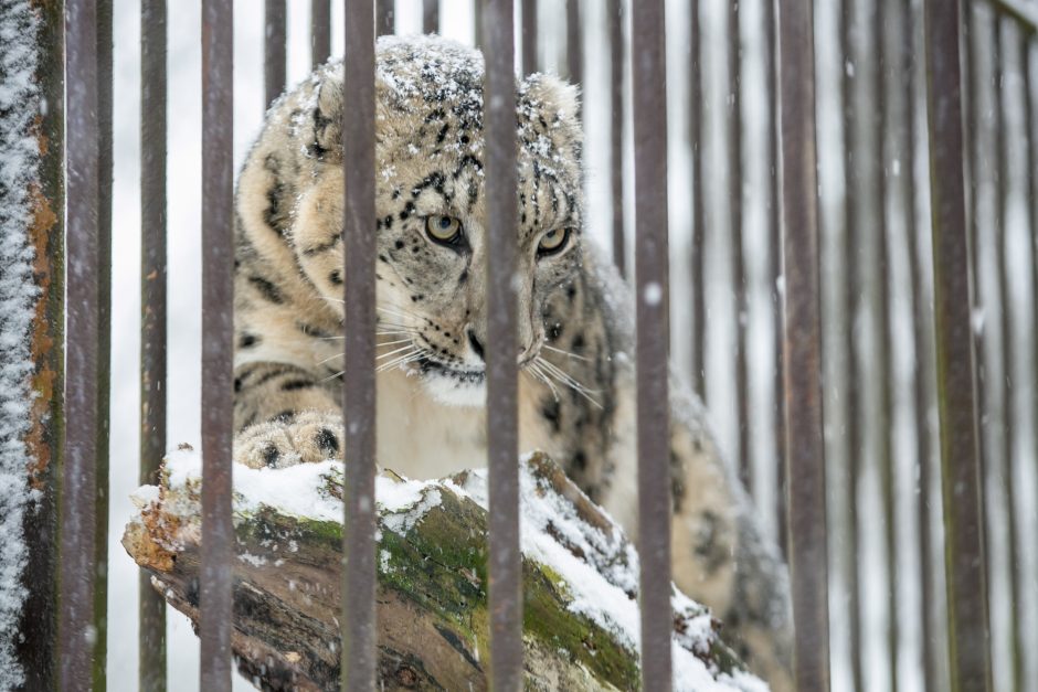 Kalėdines dovanas išvyniojo ir zoologijos sodo gyvūnai