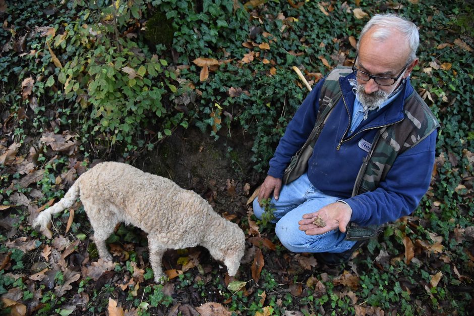 Dėl ypatingų grybų pamišę italai miškus „šukuoja“ su šunimis