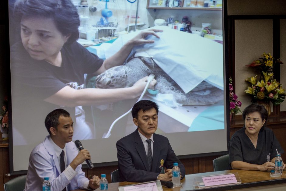 Tailandas gedi: beveik 1 tūkst. monetų prarijęs vėžlys – nugaišo 