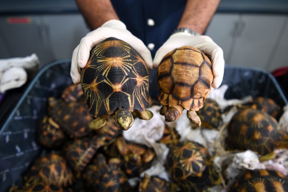 Malaizijoje konfiskuota beveik 300 tūkst. dolerių vertės vėžlių kontrabanda