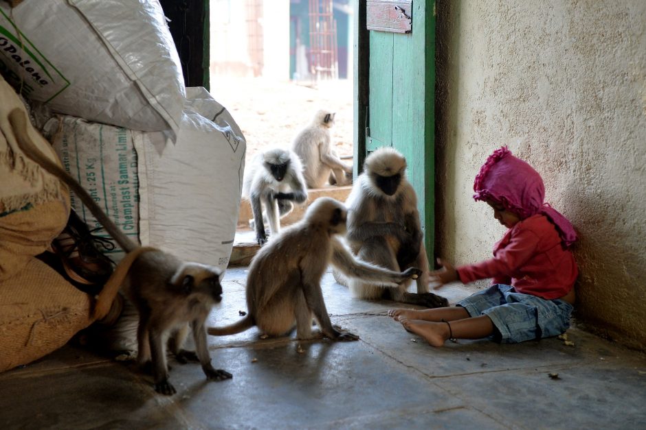 Maugliu pramintas dvimetis susidraugavo su beždžionėmis