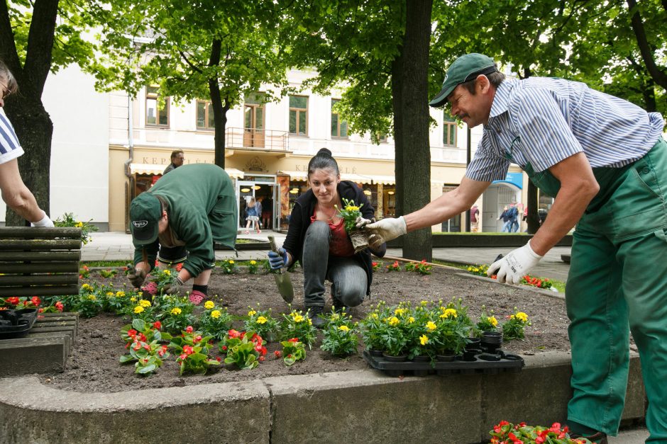 Miesto gėlynams – 300 tūkst. eurų 