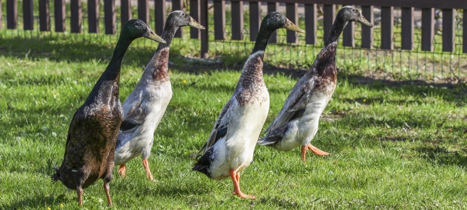 Kas Lietuvos zoologijos sode padeda daugiausiai kiaušinių?