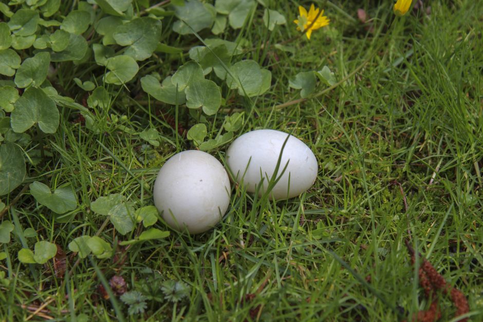 Kas Lietuvos zoologijos sode padeda daugiausiai kiaušinių?