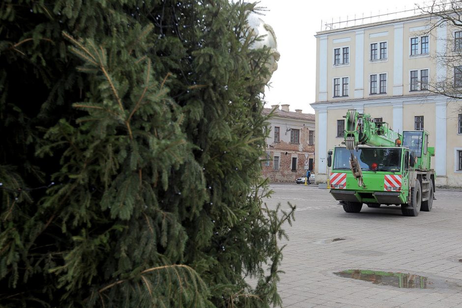 Nuostabioji Kauno eglė atsisveikina