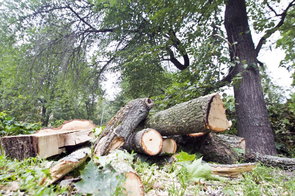 Škvalo padariniai Reformatų parke savivaldybės nedomina