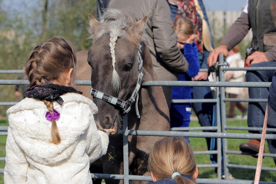 Gyvūnai okupavo senamiesčio gatves ir kavines