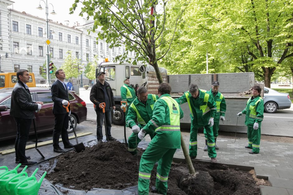 Vilniuje pradėtos sodinti liepos, atsparesnės aplinkos poveikiui
