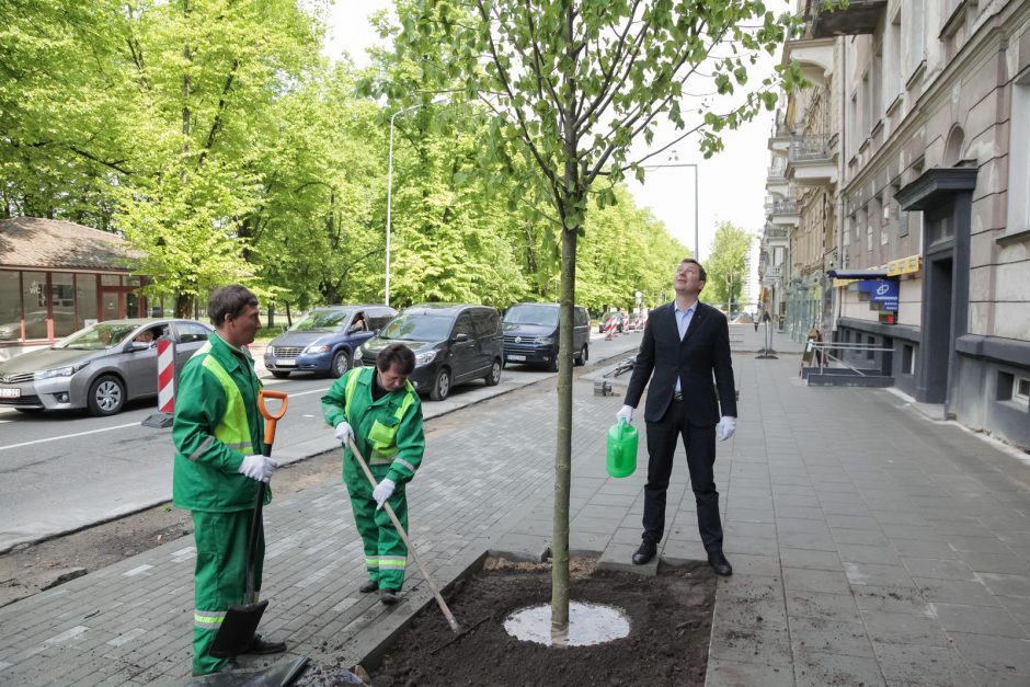 Vilniuje pradėtos sodinti liepos, atsparesnės aplinkos poveikiui