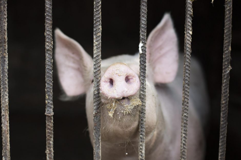 Afrikinio kiaulių maro protrūkis Ignalinos rajone galėjo kilti dėl užsikrėtusių šernų
