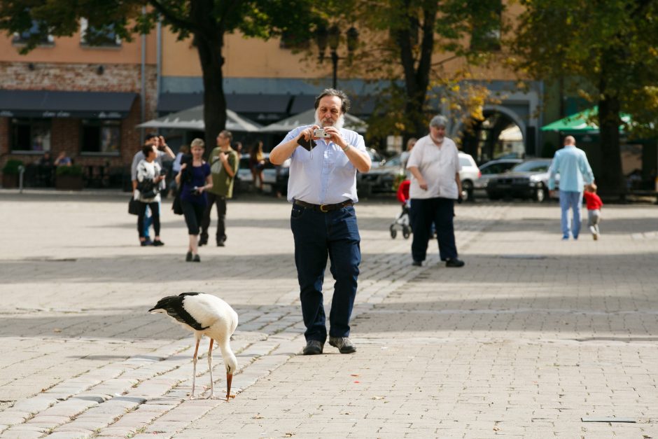 Nuotakos gali džiaugtis – rotušėje jas pasitinka gandras