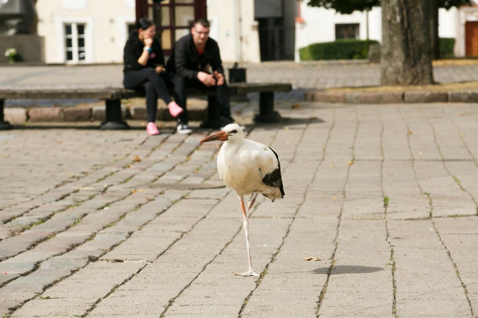 Nuotakos gali džiaugtis – rotušėje jas pasitinka gandras