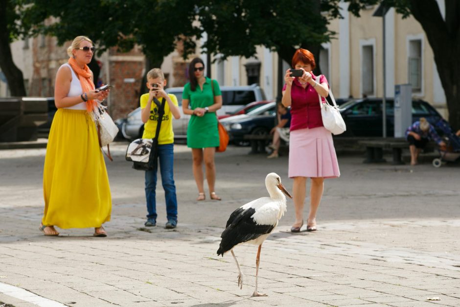 Nuotakos gali džiaugtis – rotušėje jas pasitinka gandras