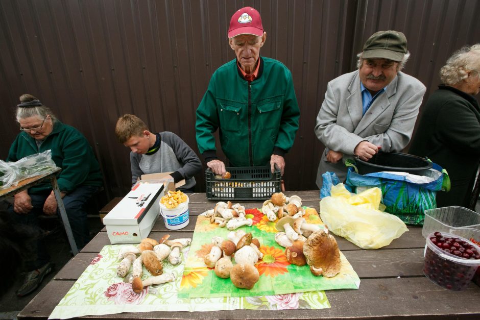 Turguje viešpatauja grybų karaliai 