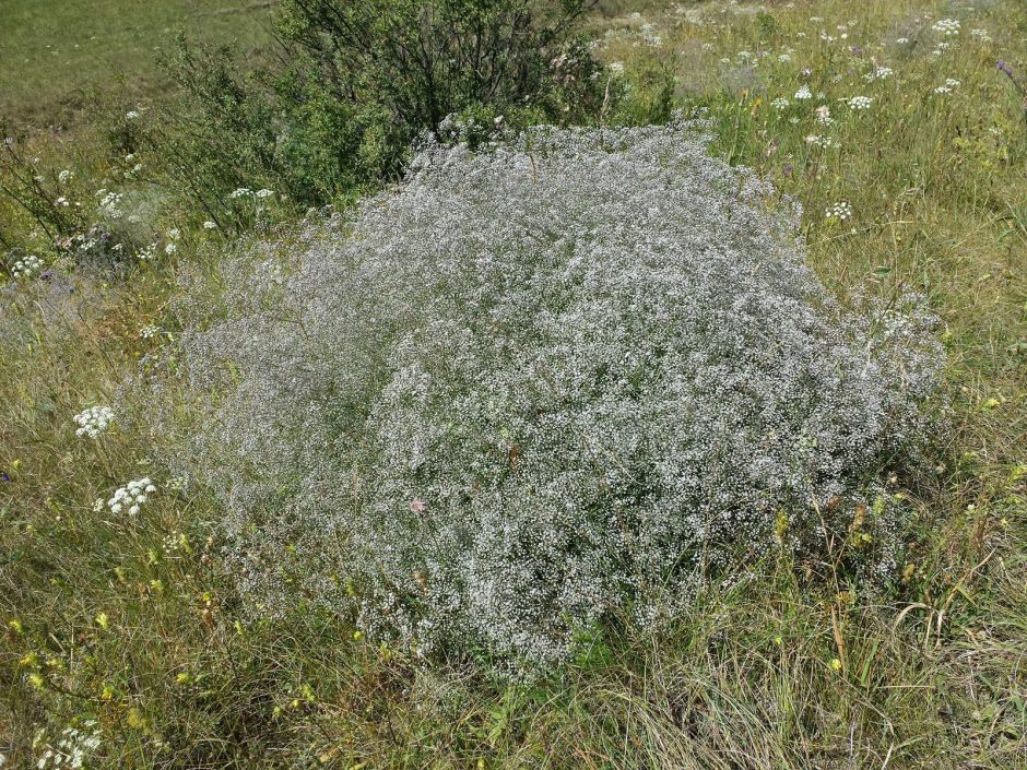 Aplinkosaugininkai ragina skinti muilines gubojas