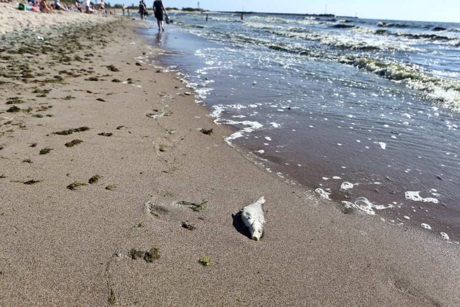 Pirmosios Melnragės paplūdimyje – negyvos žuvys