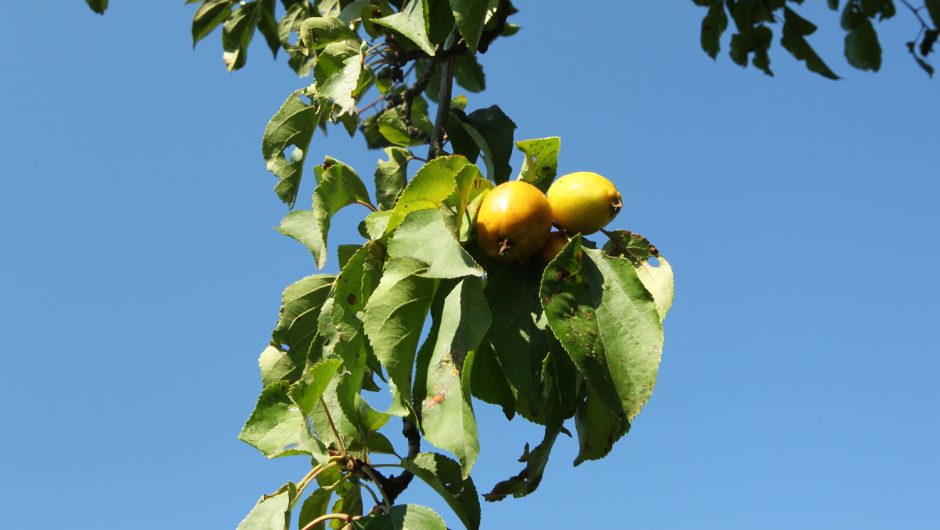 Lietuvos obelų motina vis dar veda vaisius