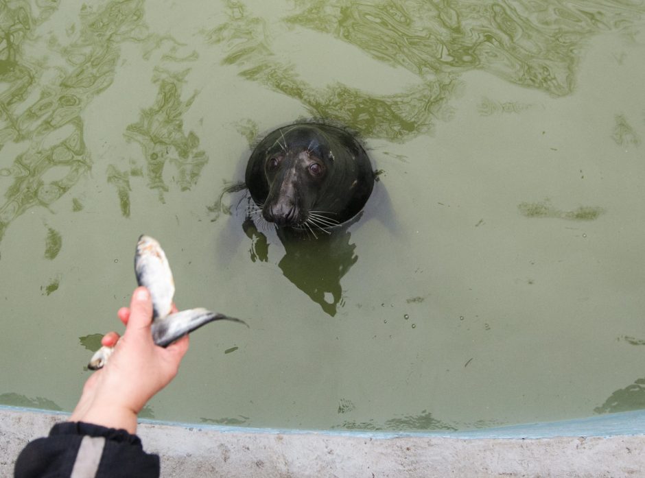 Pietūs Lietuvos zoologijos sode