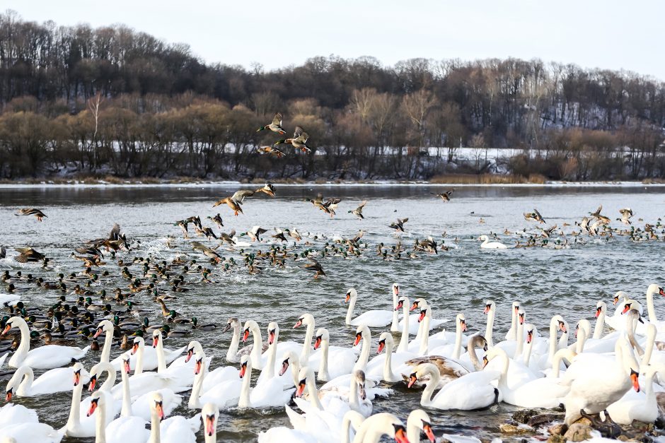 Misija – kasdien palesinti kelis šimtus gulbių