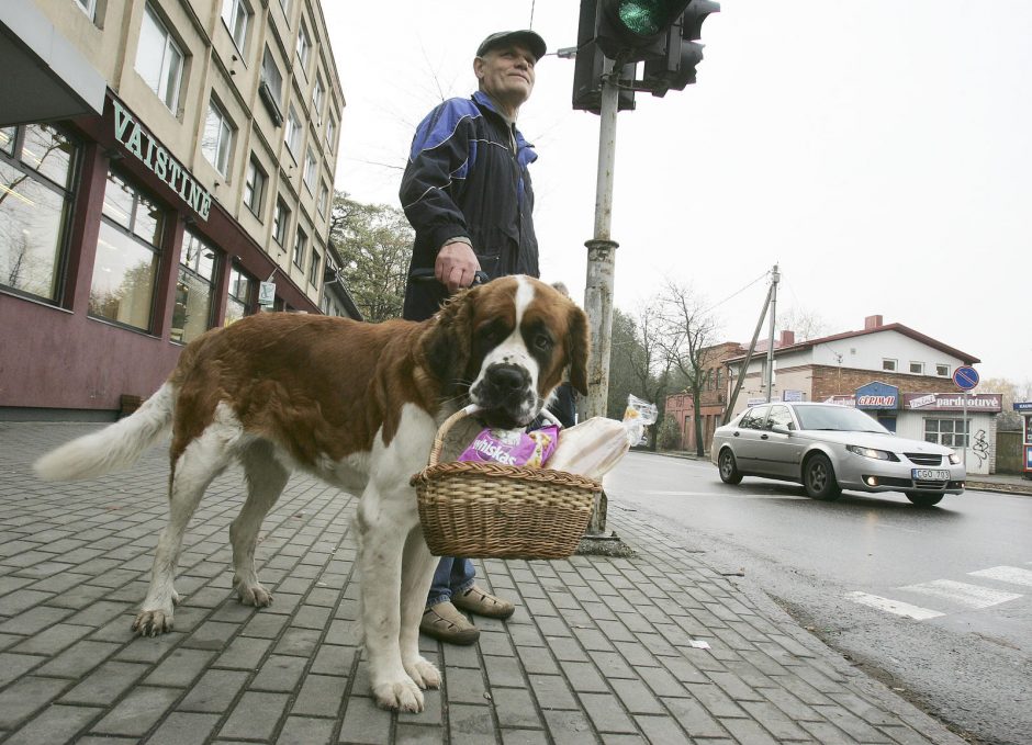 Senbernarės Bitės kauniečiai nebeišvys