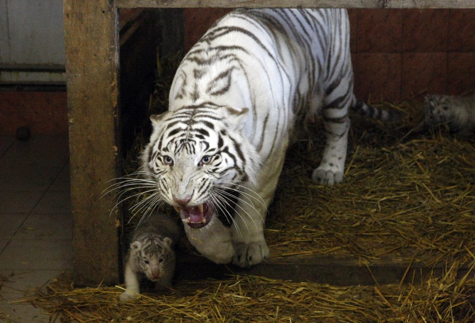 Klaipėdos zoologijos sode – itin retos rūšies tigrų jaunikliai