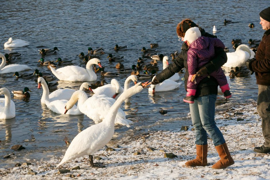 Kaune suskaičiavo paukščius: gulbių – daugiau, o rudagalvės antys išnyko