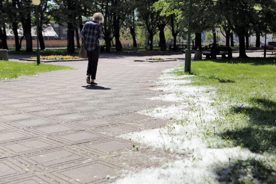 Uostamiestyje – tuopų pūkų debesys