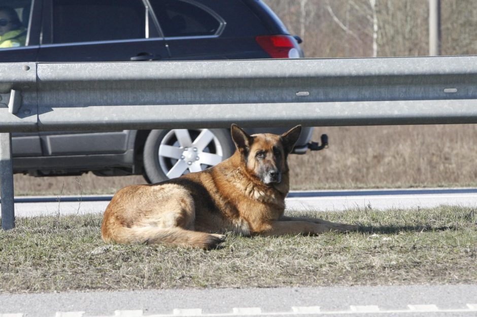 Greitkelyje – šunų guolis