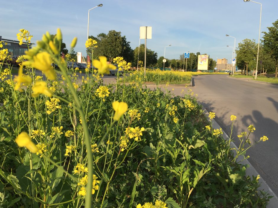 Kauniečiai juokiasi: Šiaurės prospekte sužėlė rapsai