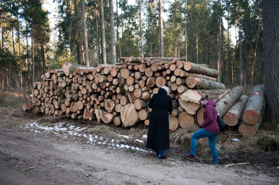 Kurortinės Kulautuvos miško genocidas: kas iš jo pelnosi?