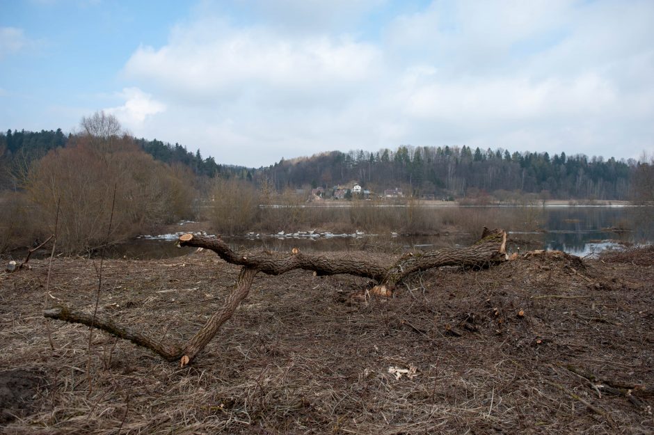 Kačerginėje – ginčai dėl medžių