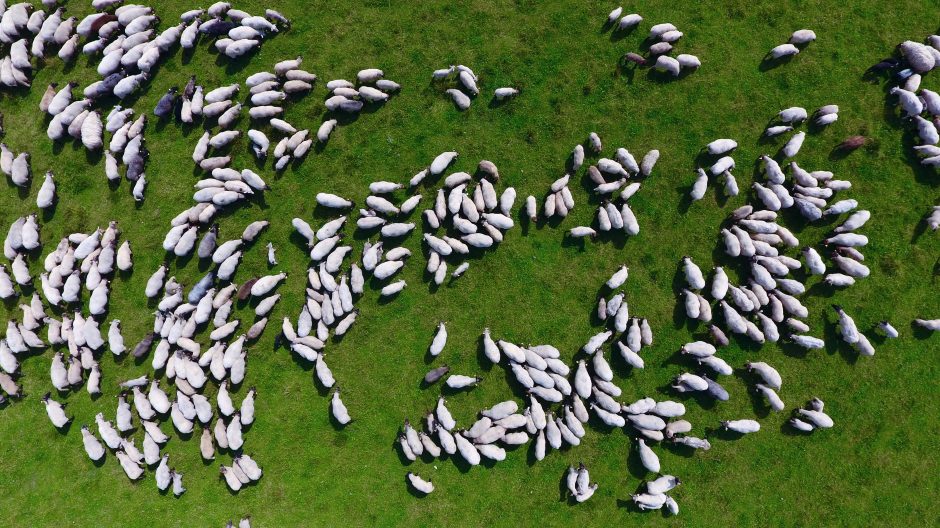 Motyvuoti abiturientai: ant lėkštutės svajonių niekas neatneš