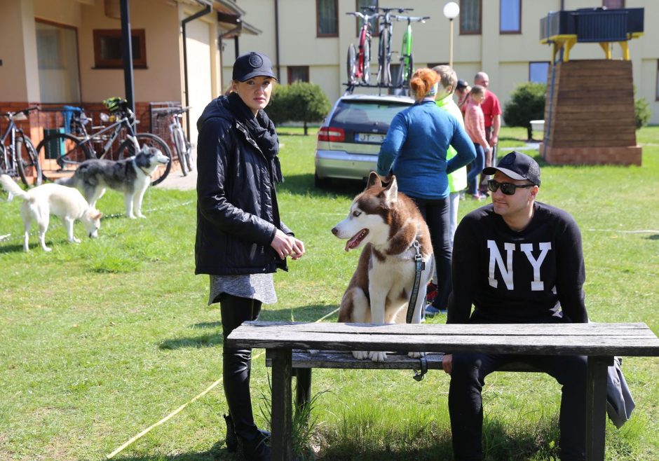 Jadagoniuose šuoliavo šunų kinkiniai