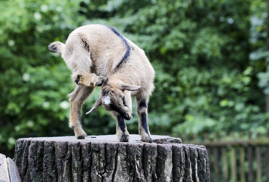 Suskaičiuokime jauniklius Lietuvos zoologijos sode