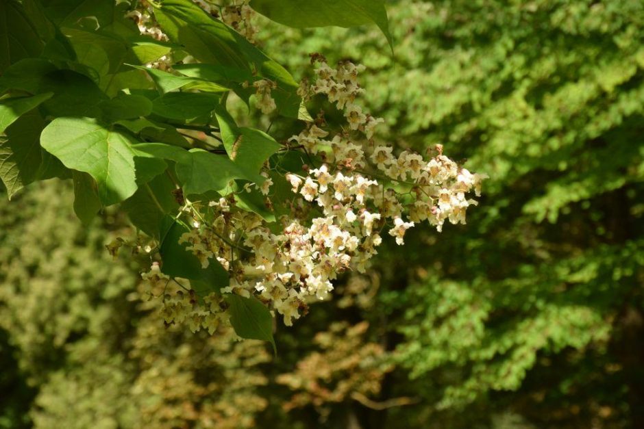 Išrinkime kvapniausią Kauno botanikos sodo augalą