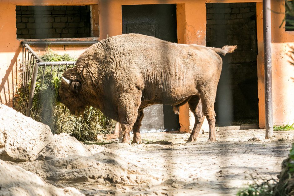 Futbolininkai sutvarkė stumbryną Lietuvos zoologijos sode