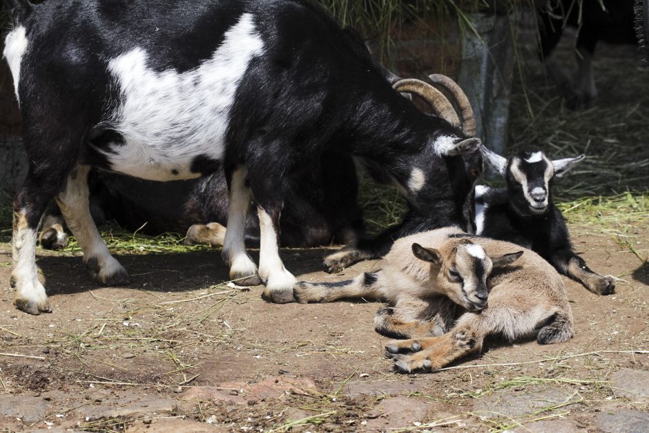 Lietuvos zoologijos sodo gimtadienis alsuos Afrika