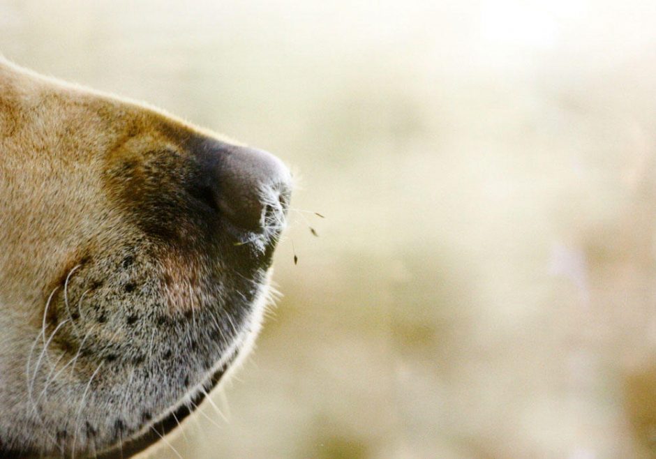 Veterinarijos akademijos sienas papuošė “Šlapios nosys” 