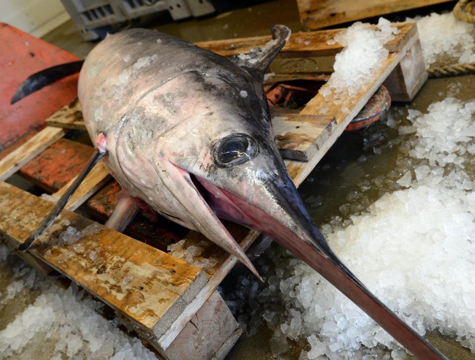 Viduržemio jūroje – nykstančių durklažuvių žvejybos kvotos