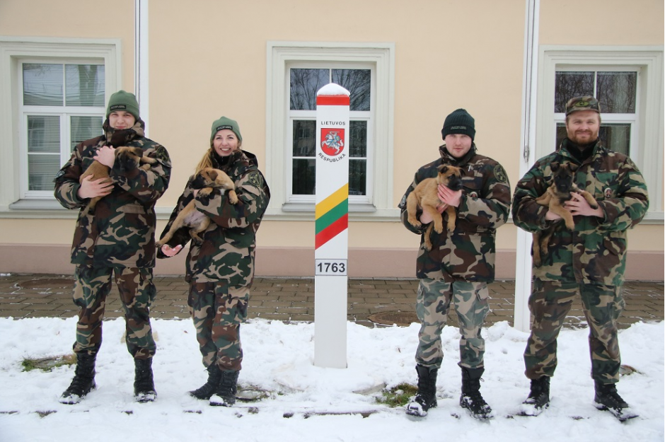 Saugoti valstybės sieną ruošiasi keturi jauni belgų aviganiai