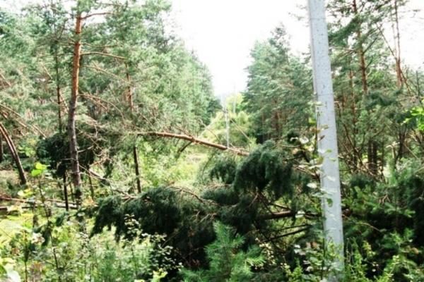 Miškininkai: Lietuvos miškų suniokota daugiau nei manyta