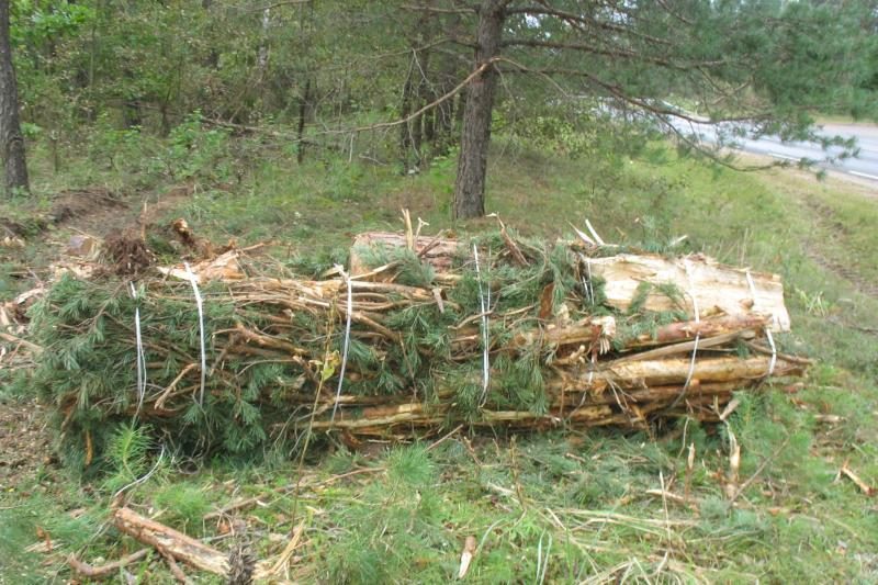 ES paramos lėšomis ugdys mišką anūkams  