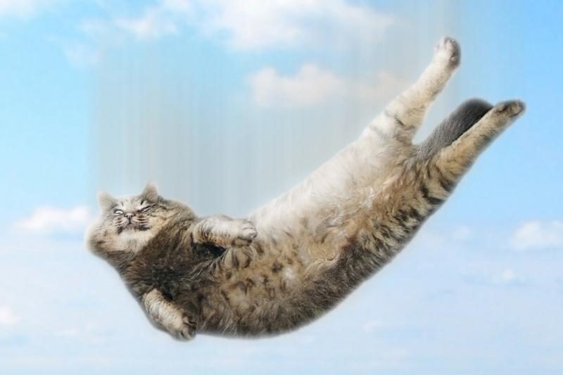 Kaip katės išgyvena kritimą iš didelio aukščio?