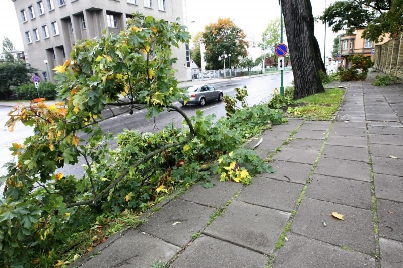Vėjo padarinius Klaipėdoje tikimasi pašalinti artimiausiu metu